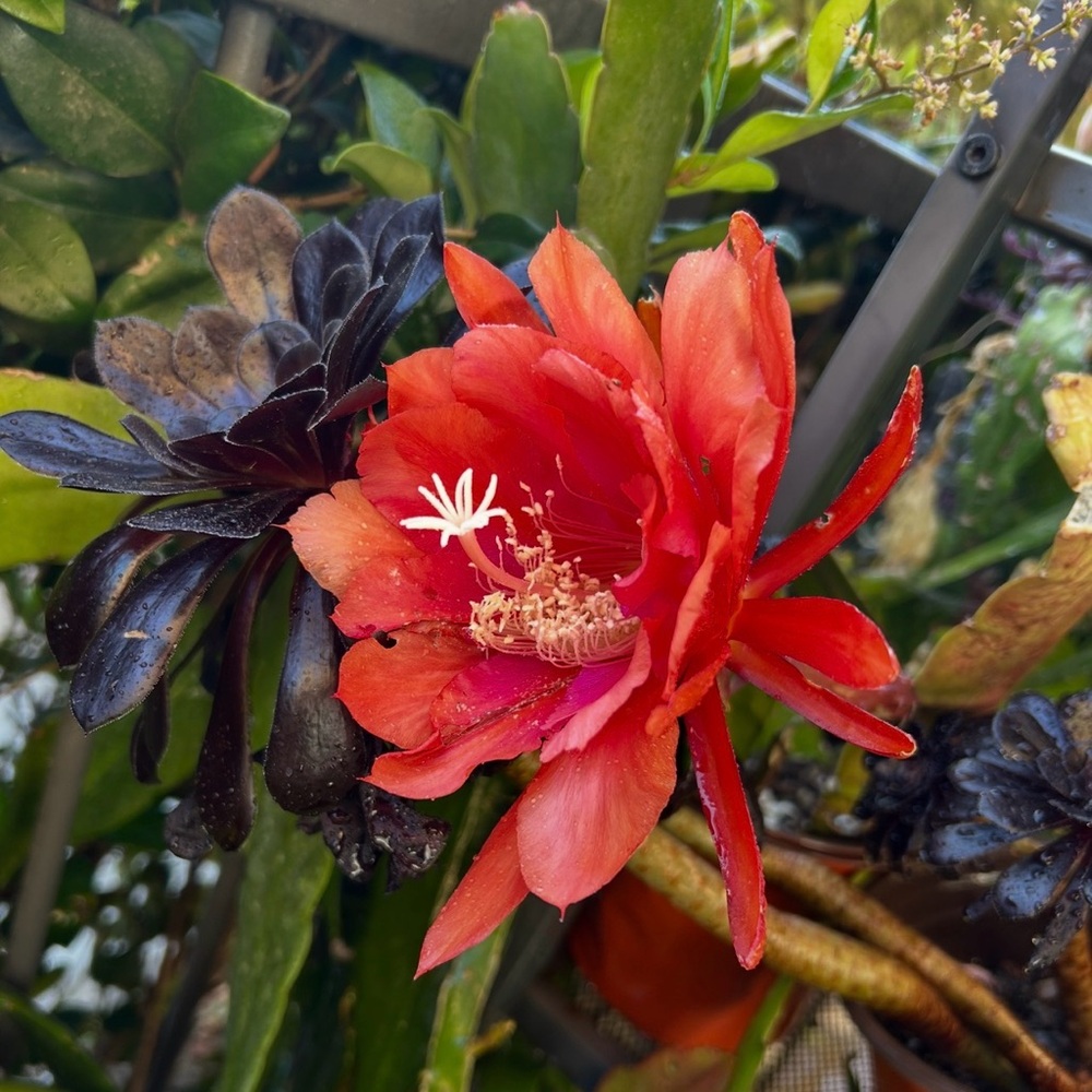Amazing Orchid Cactus Plant.- Surprise Mixed of Vibrant Colors - Picture 12 of 12